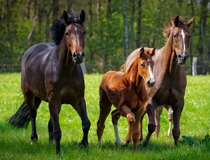 Family of Horses